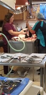 Surgery Assistant 